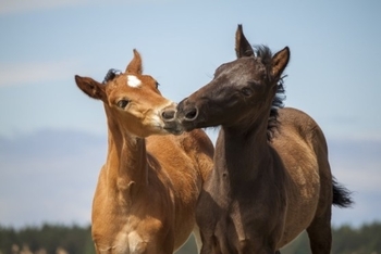 BRITISH HORSE FOUNDATION LAUNCH BETTER BEGINNINGS PRACTICE GUIDE
